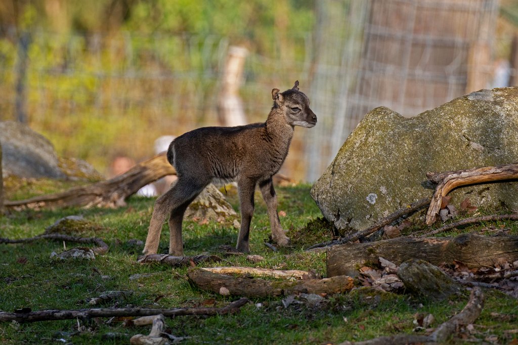 574B9210_c.jpg -  Mouflon  lamb ( Mufflonlamm )