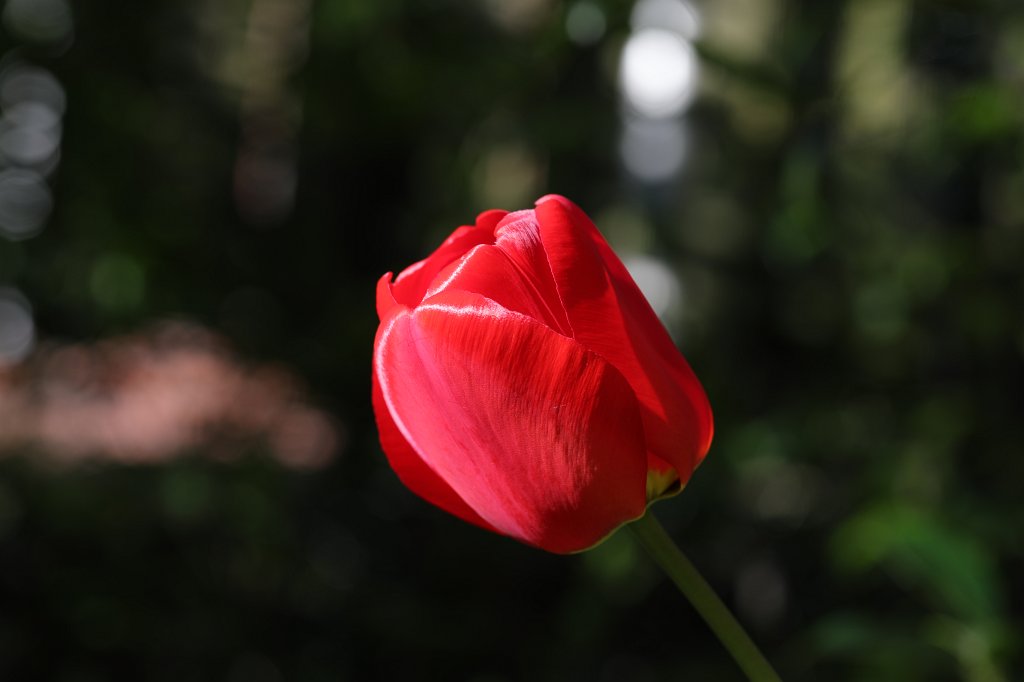 574B9264.JPG -  Tulip  ( Tulpe )