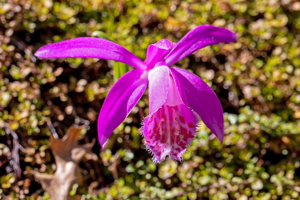 574B9396_c.jpg - Orchid (Orchidee)