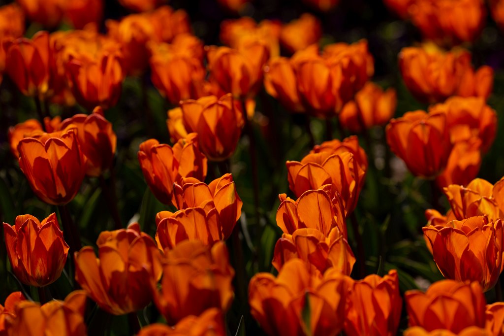 574B9447_c.jpg -  Tulips  ( Tulpen )