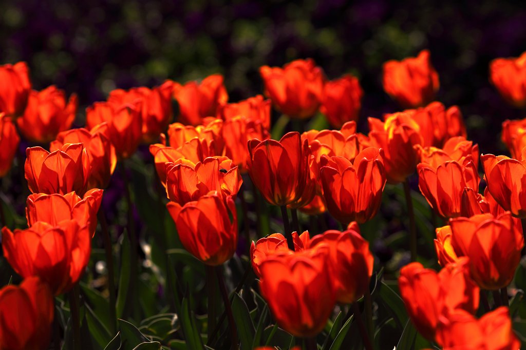 574B9449_c.JPG -  Tulips  ( Tulpen )