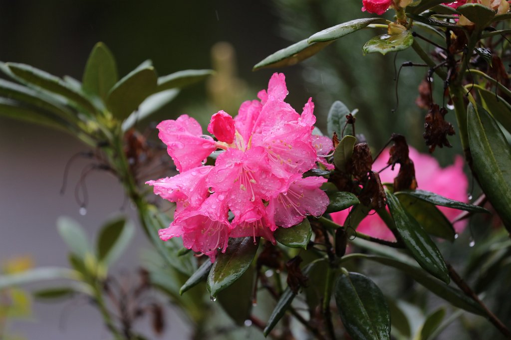 574B9577.JPG -  Rhododendron  in rain ( Rhododendron  im Regen)