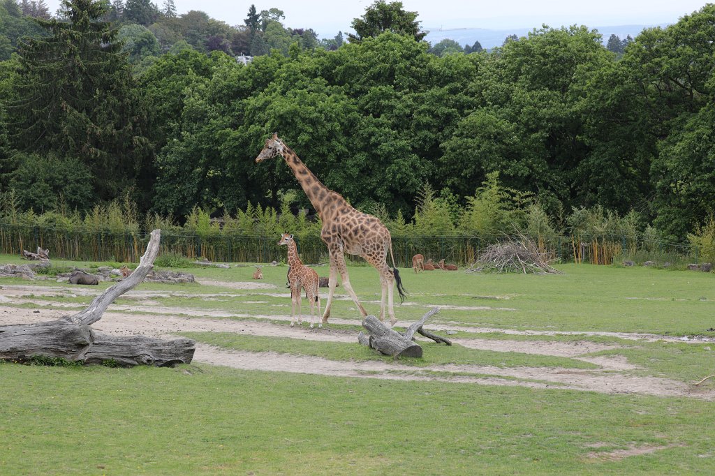 574B9723.JPG -  Rothschild's giraffe  (Rothschild- Giraffe )