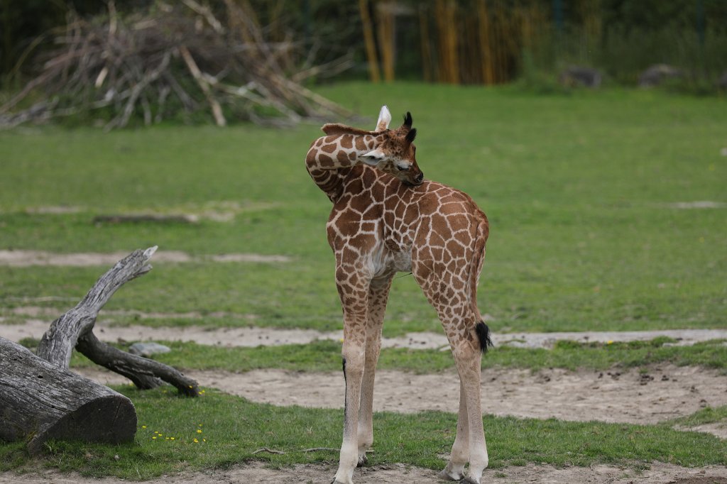 574B9768.JPG -  Rothschild's giraffe  (Rothschild- Giraffe )
