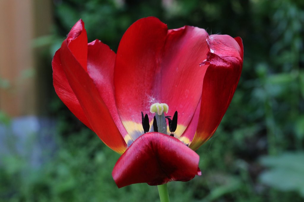 574B9565.JPG -  Tulip  ( Tulpe )
