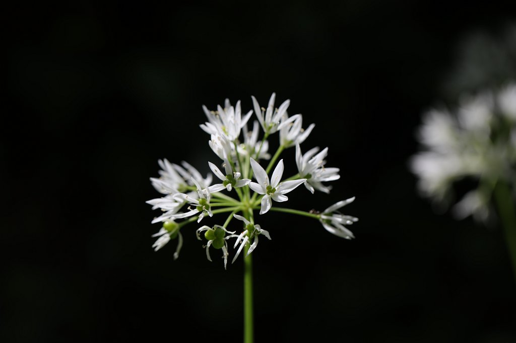 574B9700.JPG -  Allium ursinum  ( Bärlauch )