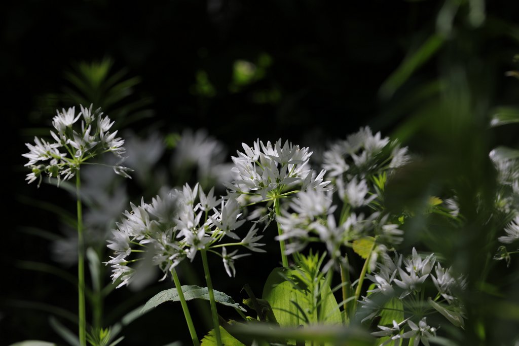 574B9702.JPG -  Allium ursinum  ( Bärlauch )