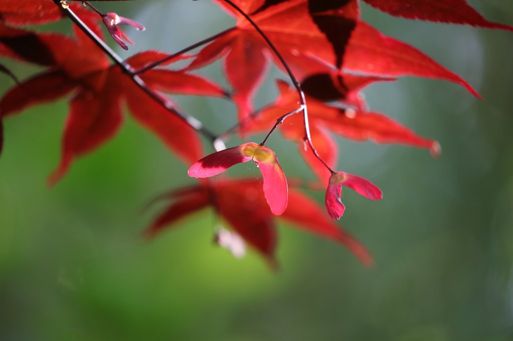 574B9861.JPG -  Samaras  of a red  japanese maple  ( Samaras  eines roten  Fächerahorn )