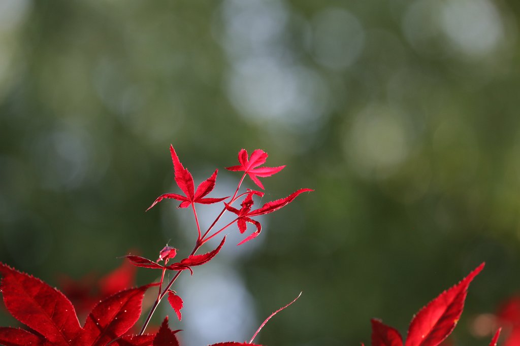 574B9881.JPG - Red  japanese maple  (Roter  Fächerahorn )