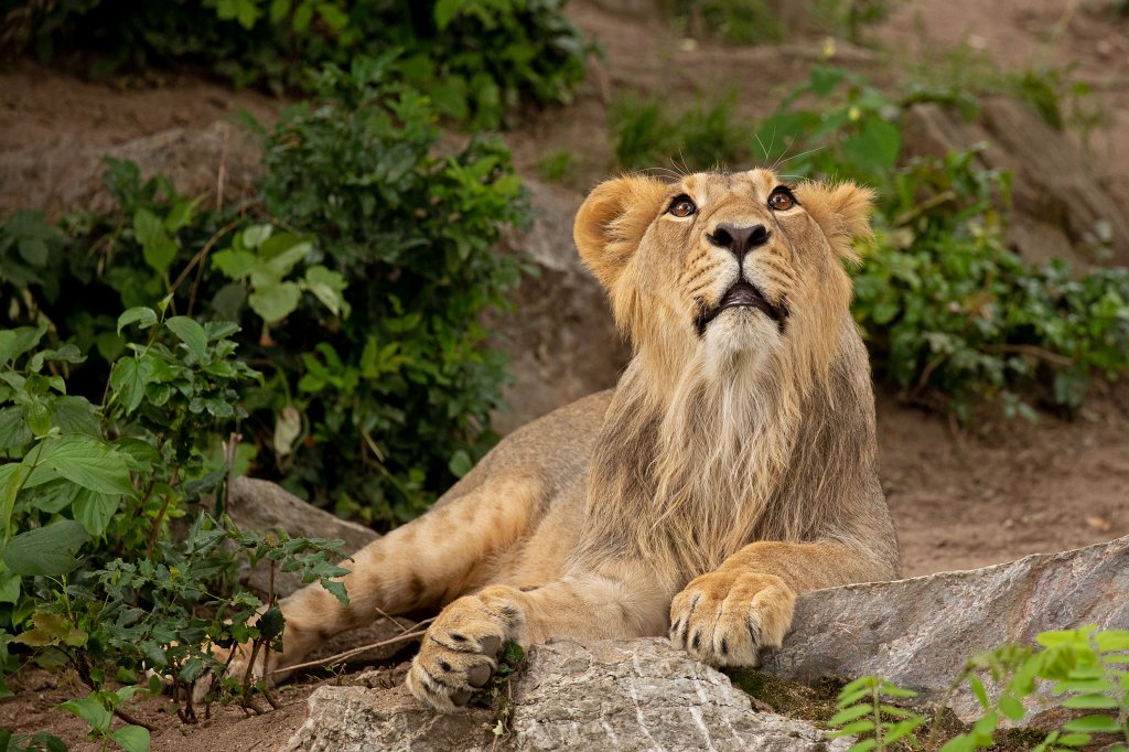 574B0104_c.jpg -  Asiatic lion  ( Asiatischer Löwe )