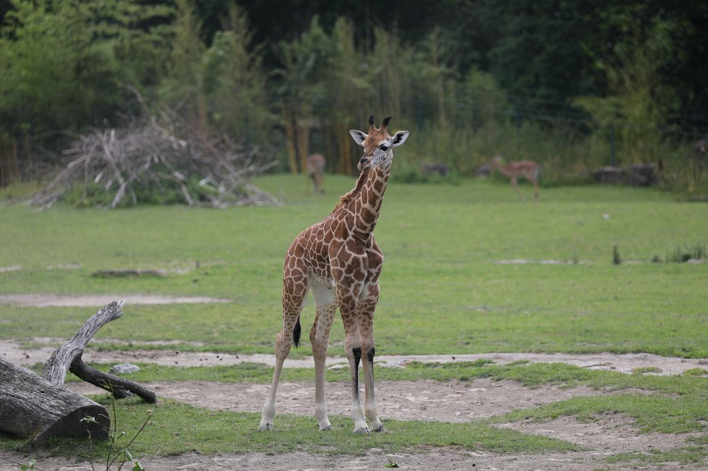 574B0465.JPG -  Rothschild's giraffe  (Rothschild- Giraffe )