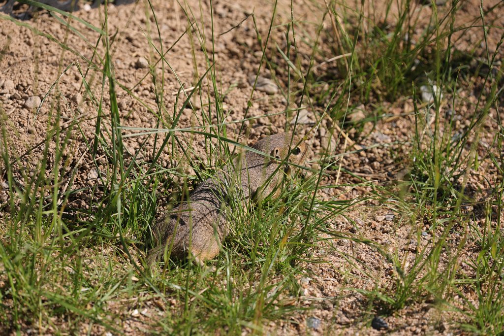 574B0490.JPG -  European ground squirrel  ( Europäischer Ziesel )