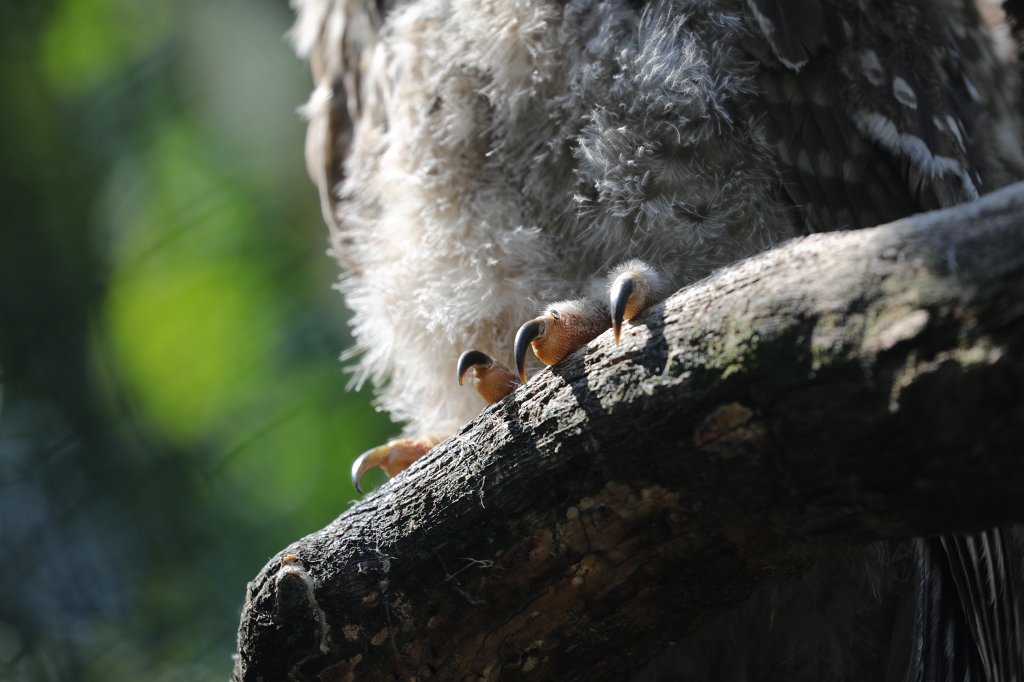 574B0516.JPG -  Tawny owl  ( Waldkauz )