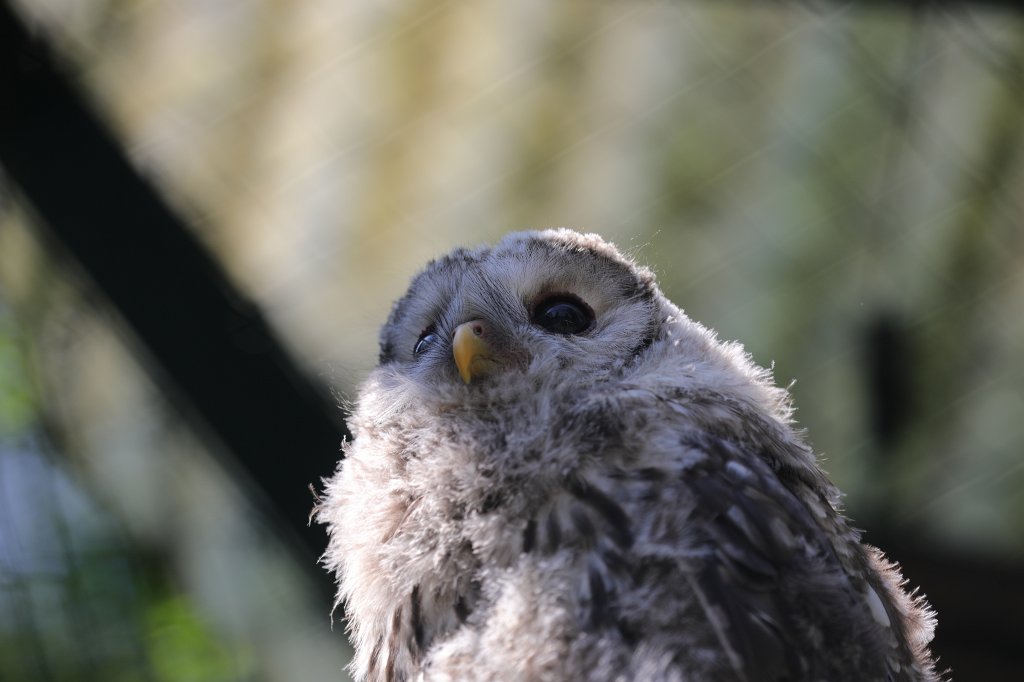 574B0517.JPG -  Tawny owl  ( Waldkauz )