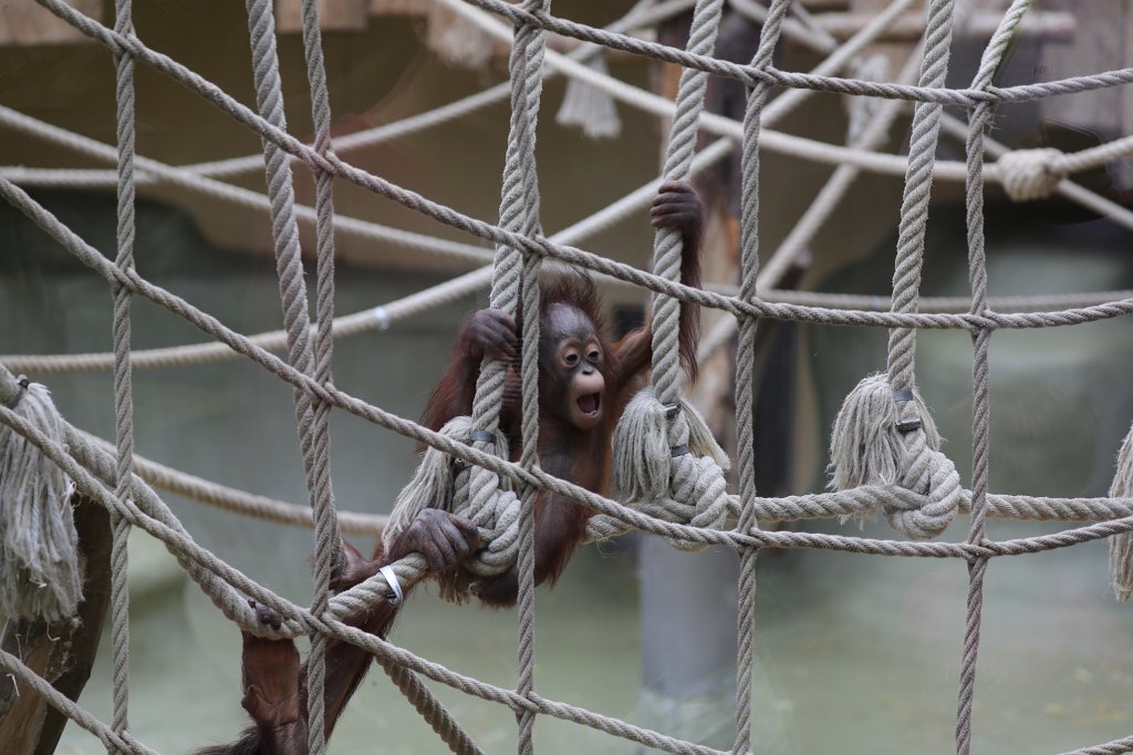 574B0940.JPG -  Bornean orangutan  ( Borneo-Orang-Utan )
