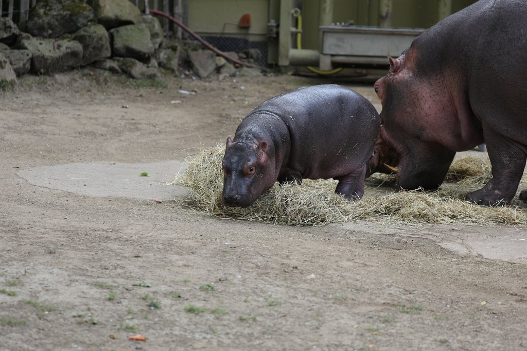 574B1014.JPG -  Hippopotamus  ( Flusspferd )