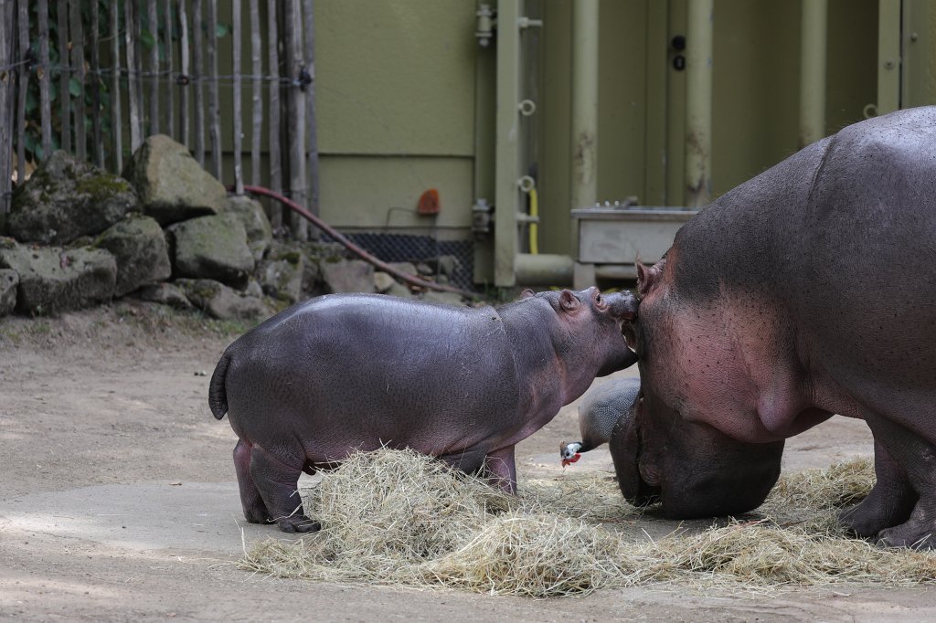 574B1021.JPG -  Hippopotamus  ( Flusspferd )
