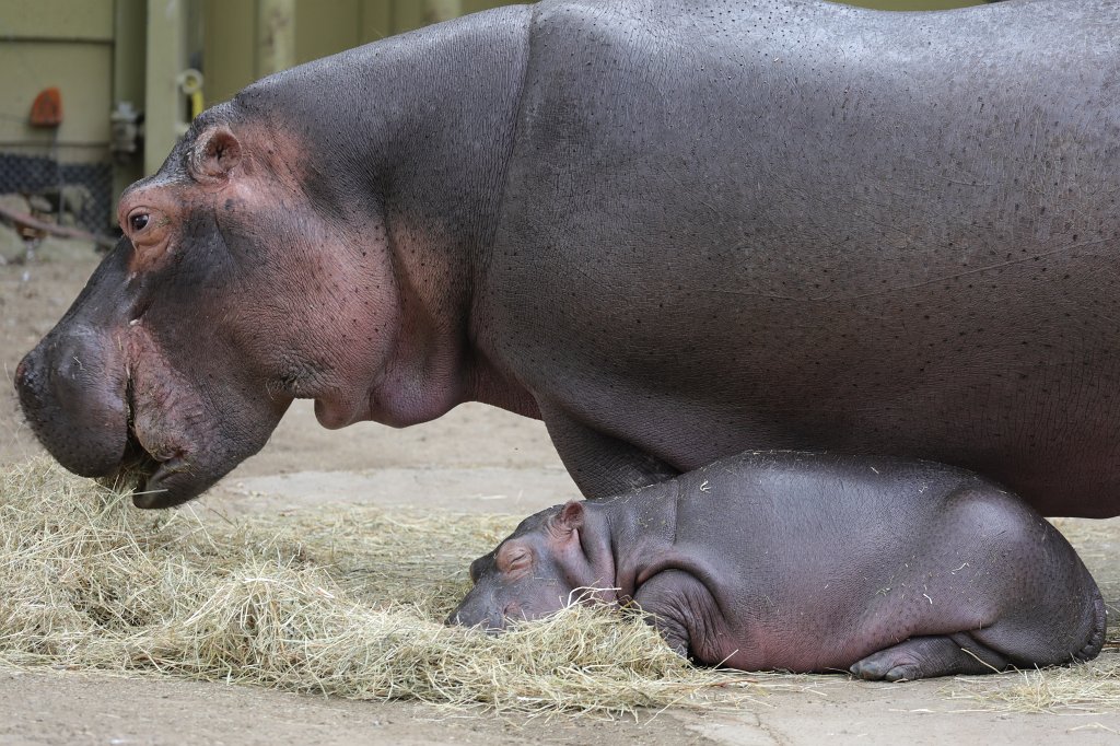 574B1032.JPG -  Hippopotamus  ( Flusspferd )
