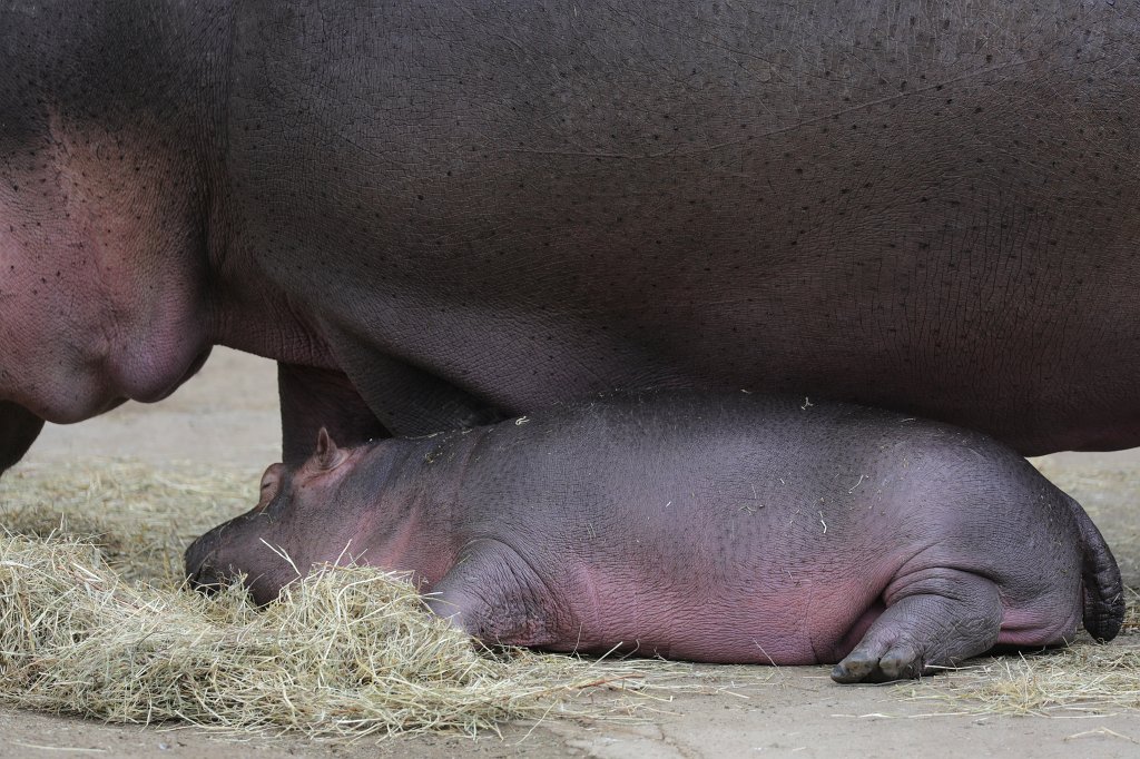 574B1035.JPG -  Hippopotamus  ( Flusspferd )