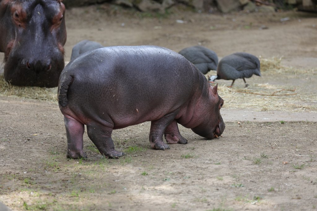 574B1049.JPG -  Hippopotamus  ( Flusspferd )