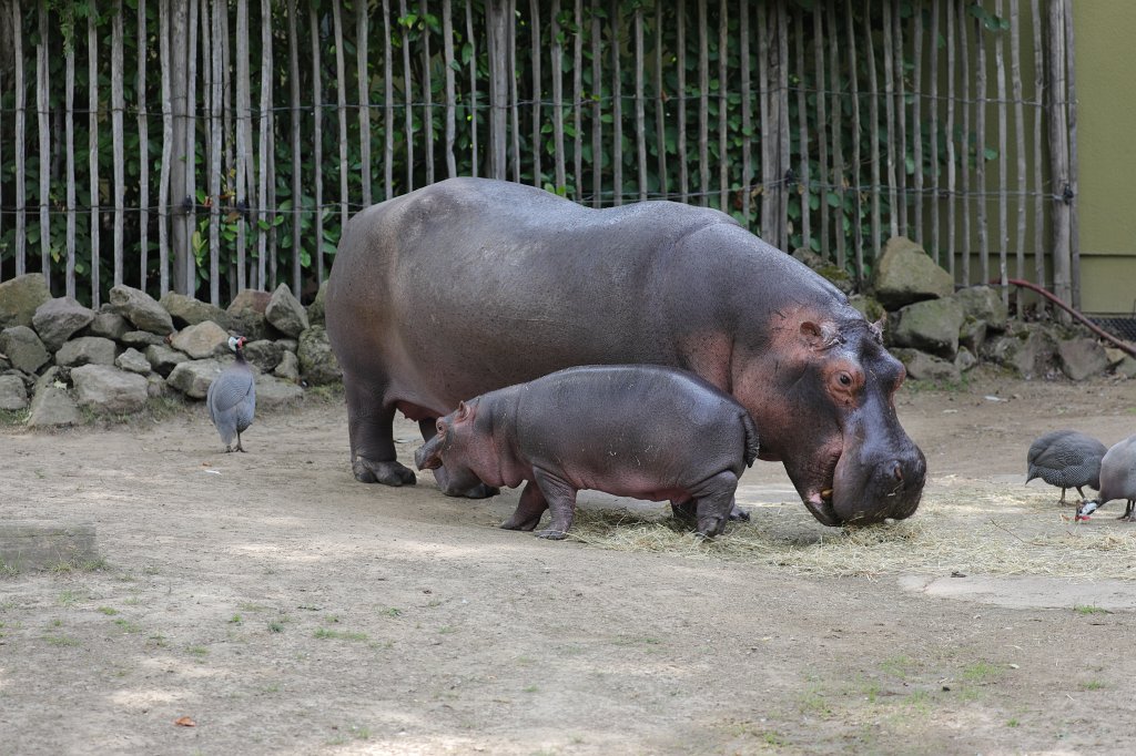 574B1053.JPG -  Hippopotamus  ( Flusspferd )