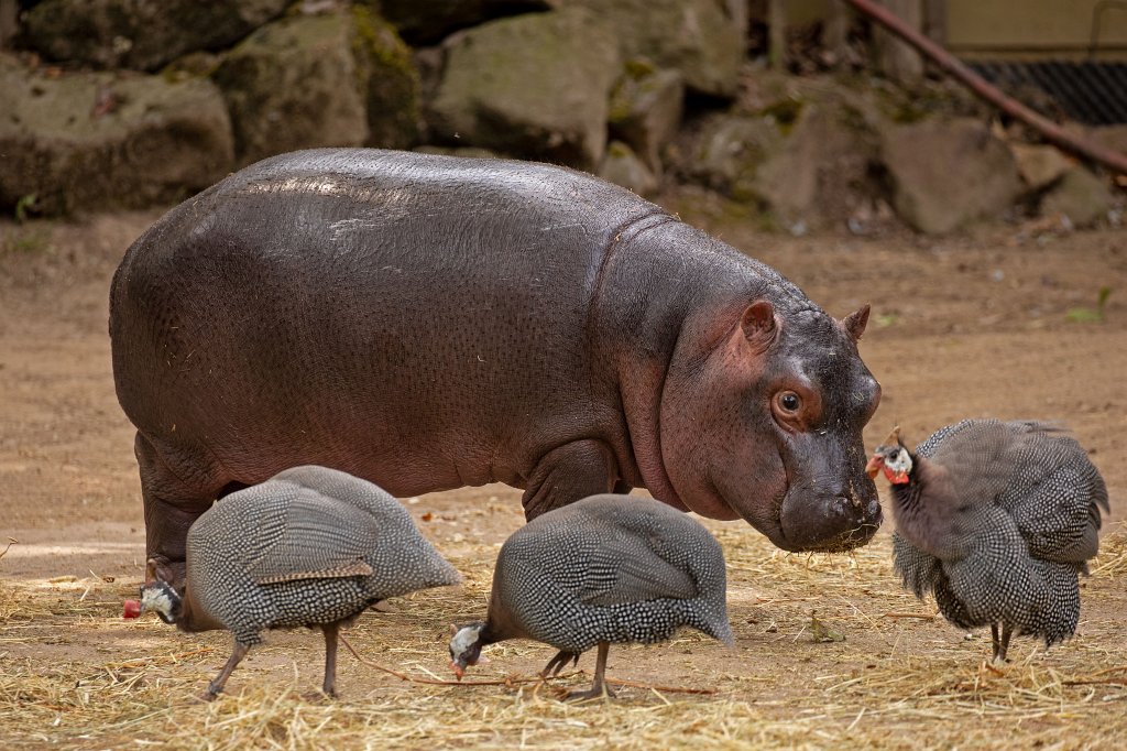 574B1058_c.jpg - This little Hippo (two months old, born May 23rd 2019) makes clear whoes territory and food this is. At the end not really successful as the chicks were returning. Hippopotamus  ( Flusspferd )