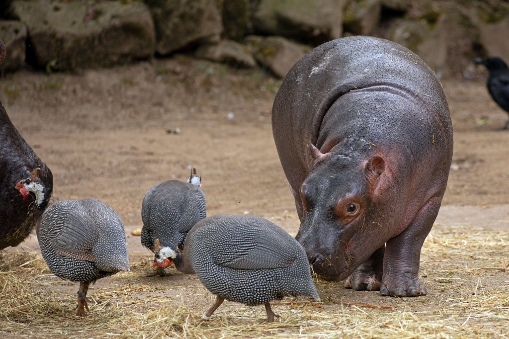 574B1060_c.jpg - This little Hippo (two months old, born May 23rd 2019) makes clear whoes territory and food this is. At the end not really successful as the chicks were returning. Hippopotamus  ( Flusspferd )