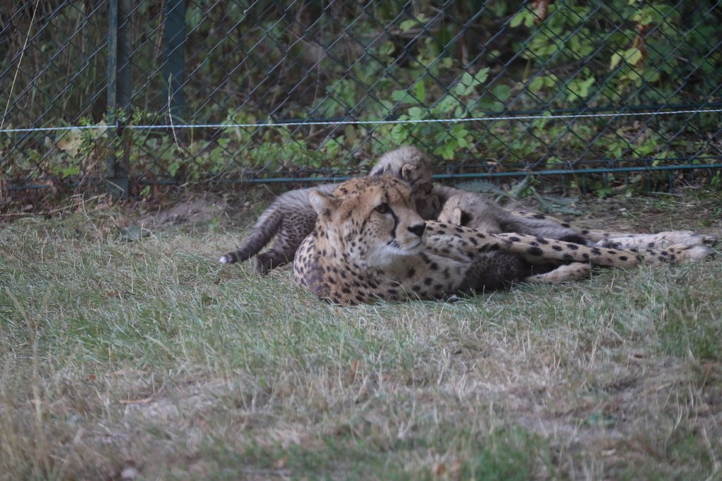 574B1218.JPG -  Cheetah  mom with cubs ( Gepard  mit Jungtieren)The 6  cheetah  cubs were born June 23rd 2019 so one month old when the picture was captured. Die 6  Gepardenjungtiere  wurden am 23. Juni 2019 geboren und zum Zeitpunkt der Aufnahme ungefähr einen Monat alt.
