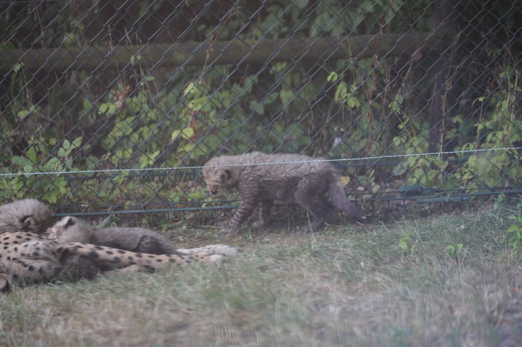 574B1230.JPG -  Cheetah  mom with cubs ( Gepard  mit Jungtieren)The 6  cheetah  cubs were born June 23rd 2019 so one month old when the picture was captured. Die 6  Gepardenjungtiere  wurden am 23. Juni 2019 geboren und zum Zeitpunkt der Aufnahme ungefähr einen Monat alt.