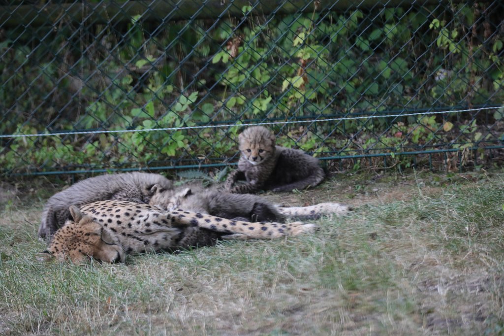 574B1238.JPG -  Cheetah  mom with cubs ( Gepard  mit Jungtieren)The 6  cheetah  cubs were born June 23rd 2019 so one month old when the picture was captured. Die 6  Gepardenjungtiere  wurden am 23. Juni 2019 geboren und zum Zeitpunkt der Aufnahme ungefähr einen Monat alt.