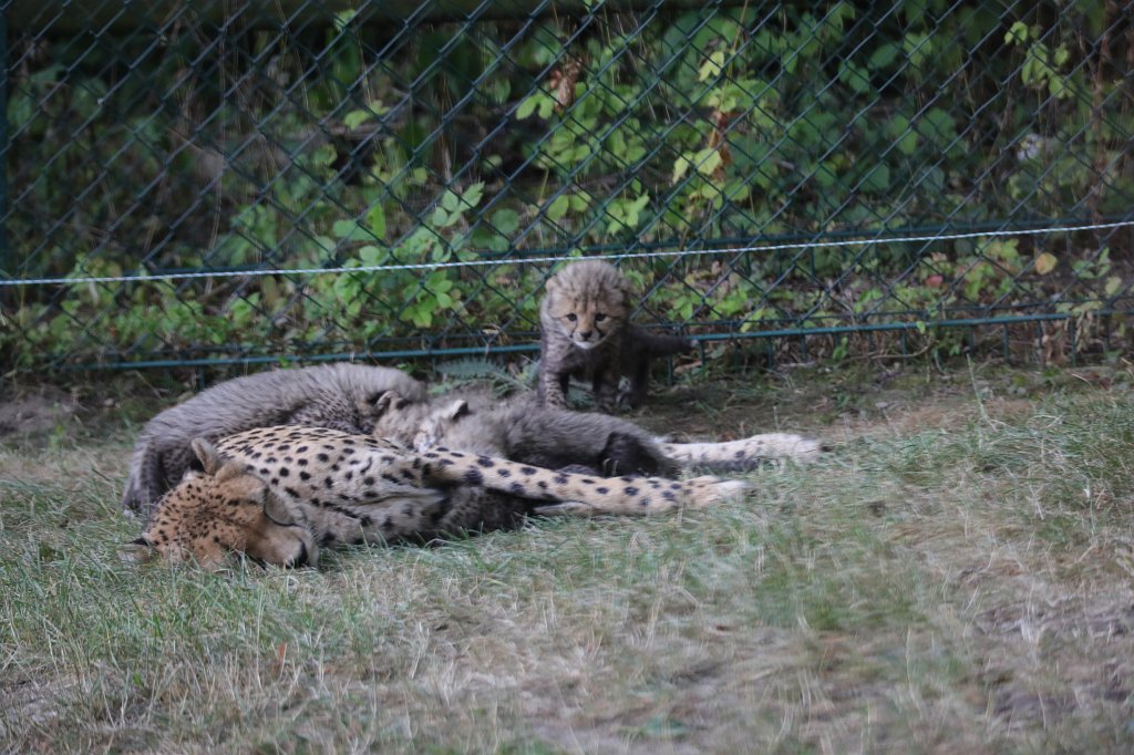 574B1239.JPG -  Cheetah  mom with cubs ( Gepard  mit Jungtieren)The 6  cheetah  cubs were born June 23rd 2019 so one month old when the picture was captured. Die 6  Gepardenjungtiere  wurden am 23. Juni 2019 geboren und zum Zeitpunkt der Aufnahme ungefähr einen Monat alt.