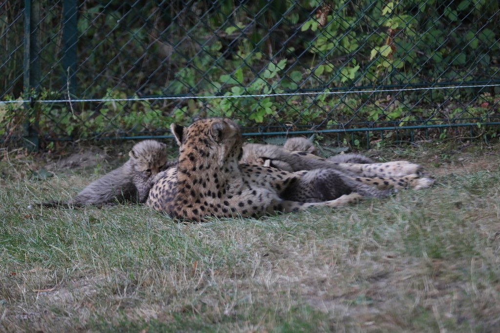 574B1243.JPG -  Cheetah  mom with cubs ( Gepard  mit Jungtieren)The 6  cheetah  cubs were born June 23rd 2019 so one month old when the picture was captured. Die 6  Gepardenjungtiere  wurden am 23. Juni 2019 geboren und zum Zeitpunkt der Aufnahme ungefähr einen Monat alt.