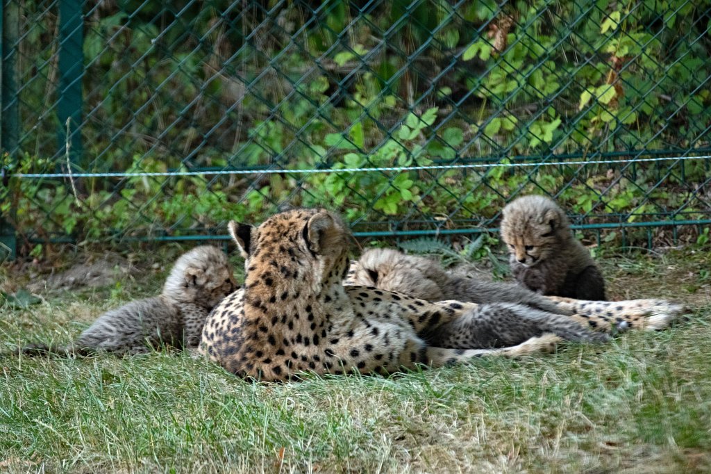 574B1244_c.jpg -  Cheetah  mom with cubs ( Gepard  mit Jungtieren)The 6  cheetah  cubs were born June 23rd 2019 so one month old when the picture was captured. Die 6  Gepardenjungtiere  wurden am 23. Juni 2019 geboren und zum Zeitpunkt der Aufnahme ungefÃ¤hr einen Monat alt.