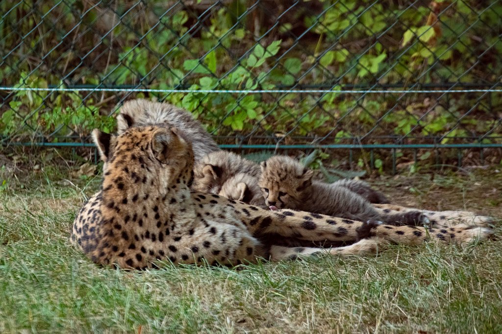 574B1252_c.jpg -  Cheetah  mom with cubs ( Gepard  mit Jungtieren)The 6  cheetah  cubs were born June 23rd 2019 so one month old when the picture was captured. Die 6  Gepardenjungtiere  wurden am 23. Juni 2019 geboren und zum Zeitpunkt der Aufnahme ungefÃ¤hr einen Monat alt.