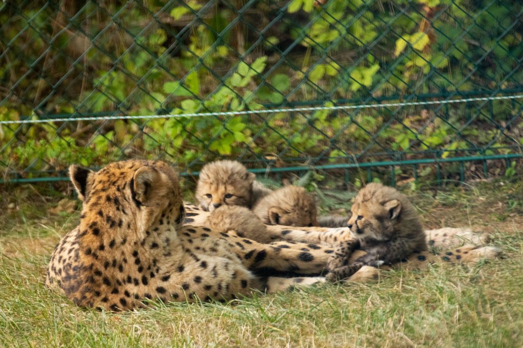 574B1260_c.jpg -  Cheetah  mom with cubs ( Gepard  mit Jungtieren)The 6  cheetah  cubs were born June 23rd 2019 so one month old when the picture was captured. Die 6  Gepardenjungtiere  wurden am 23. Juni 2019 geboren und zum Zeitpunkt der Aufnahme ungefähr einen Monat alt.