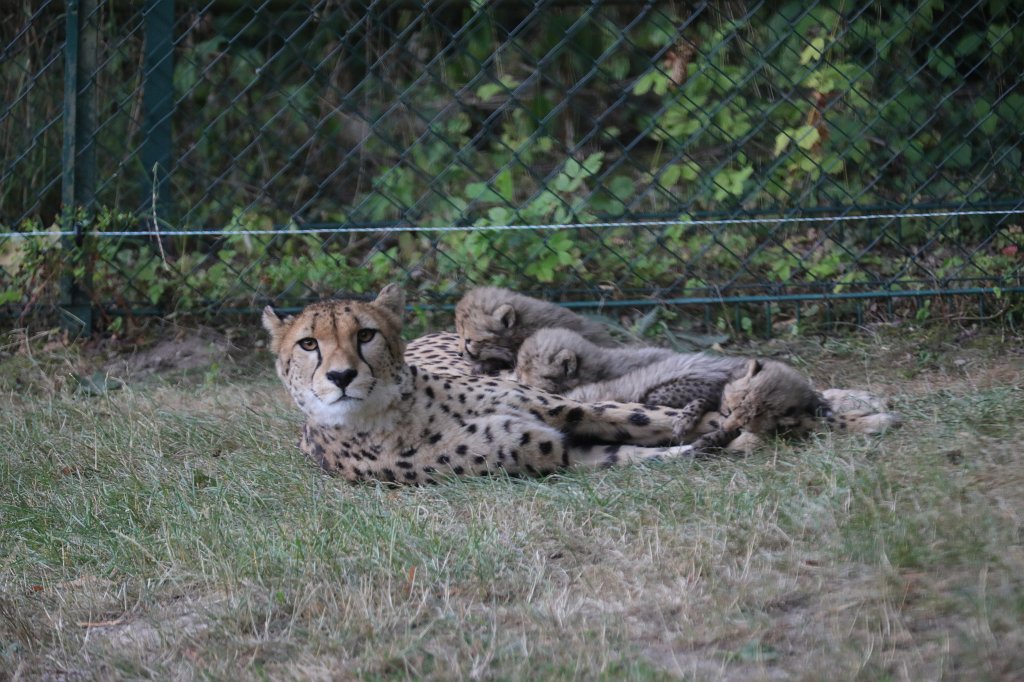 574B1267.JPG -  Cheetah  mom with cubs ( Gepard  mit Jungtieren)The 6  cheetah  cubs were born June 23rd 2019 so one month old when the picture was captured. Die 6  Gepardenjungtiere  wurden am 23. Juni 2019 geboren und zum Zeitpunkt der Aufnahme ungefähr einen Monat alt.