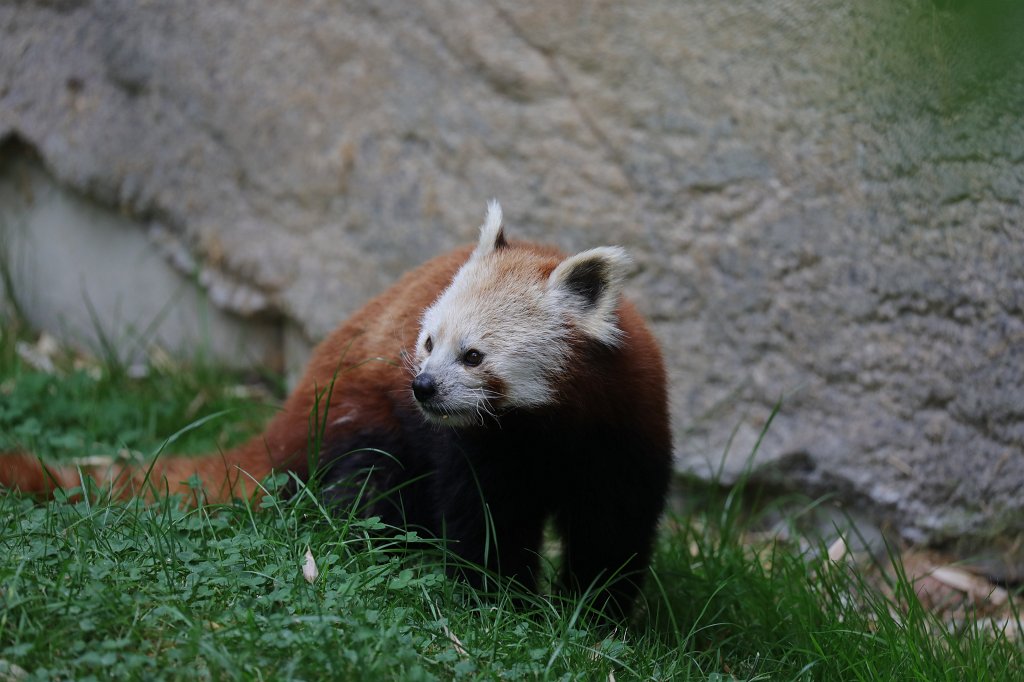 574B1298.JPG -  Red panda  ( Kleiner Panda )