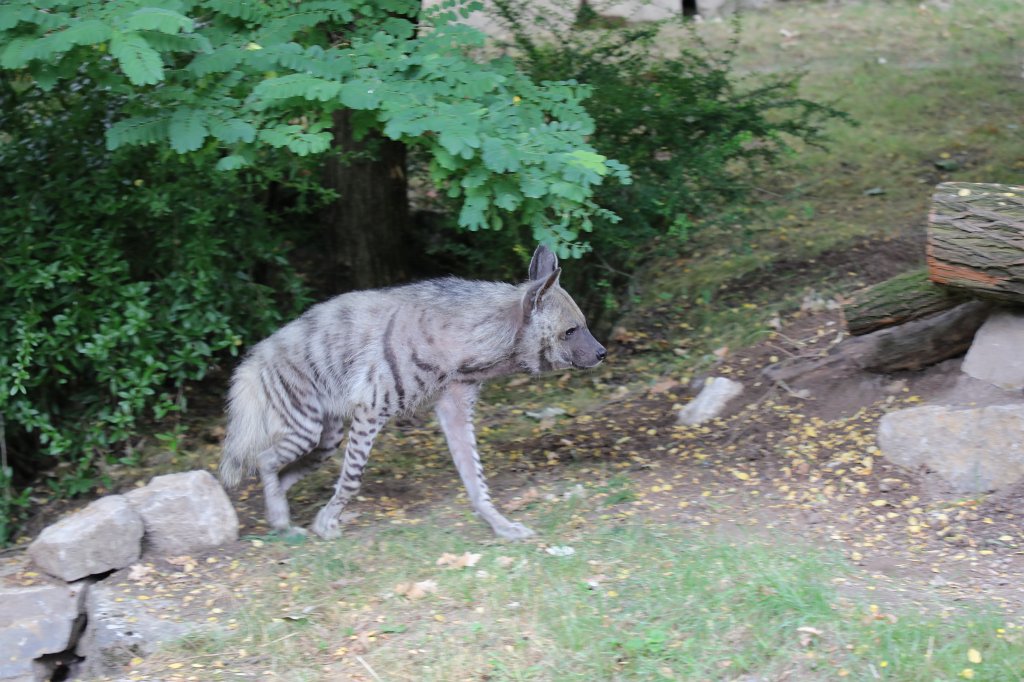 574B1310.JPG -  Striped hyena  ( Streifenhyäne )
