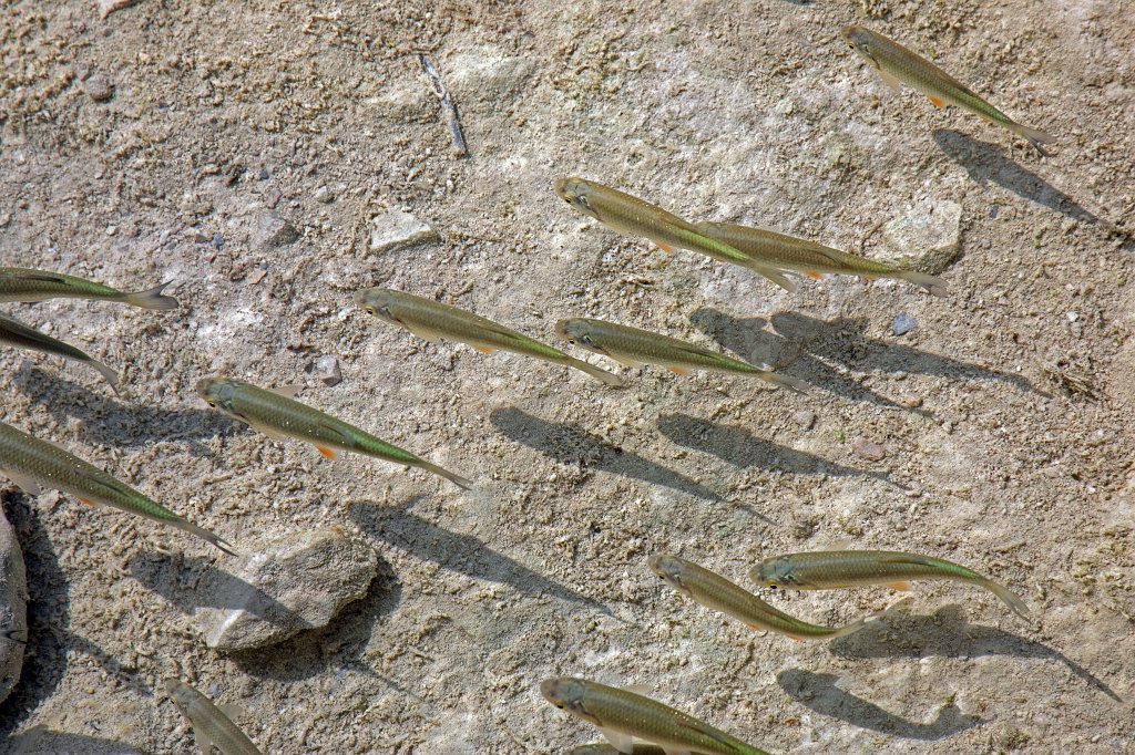 574B2912_c2.jpg - Fish in  Plitvice Lakes National Park 