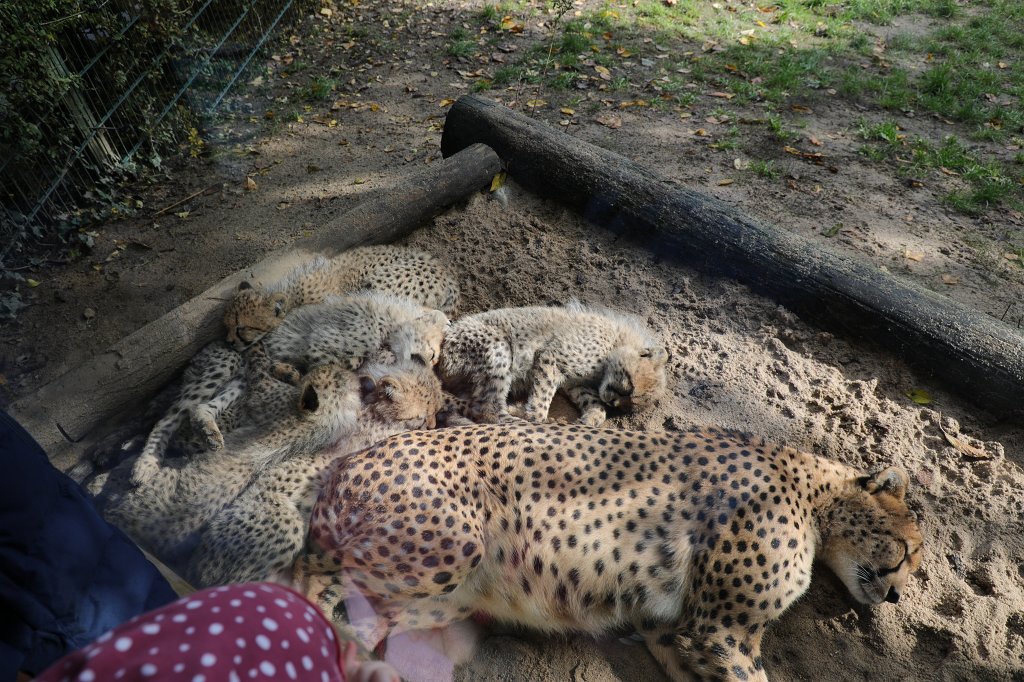574B4551.JPG -  Cheetah  mom with cubs ( Gepard  mit Jungtieren) The 6 cheetah cubs were born June 23rd 2019 so one month old when the picture was captured. Die 6 Gepardenjungtiere wurden am 23. Juni 2019 geboren und zum Zeitpunkt der Aufnahme ungefähr vier Monate alt.