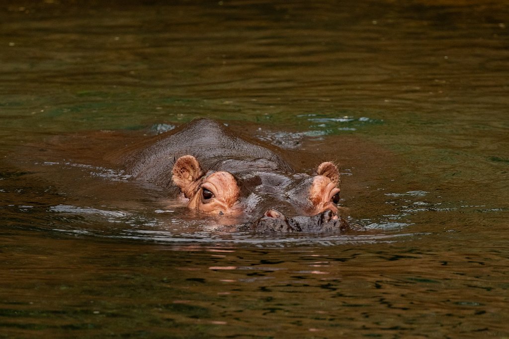 574B4820_c.jpg -  Hippopotamus  ( Flusspferd )