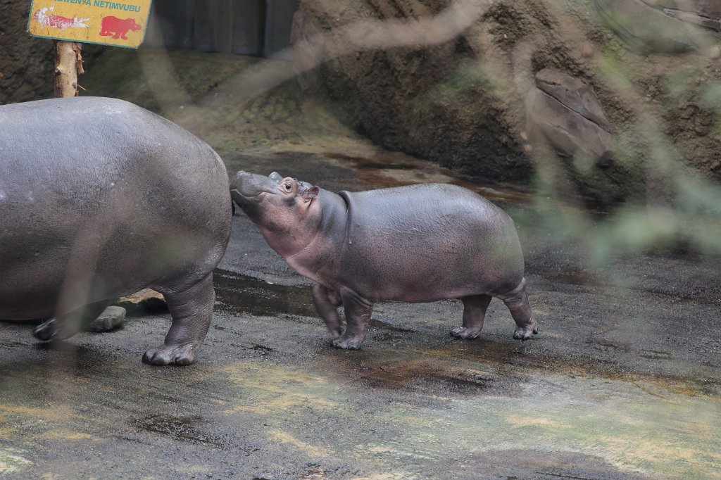 574B4825.JPG -  Hippopotamus  ( Flusspferd )