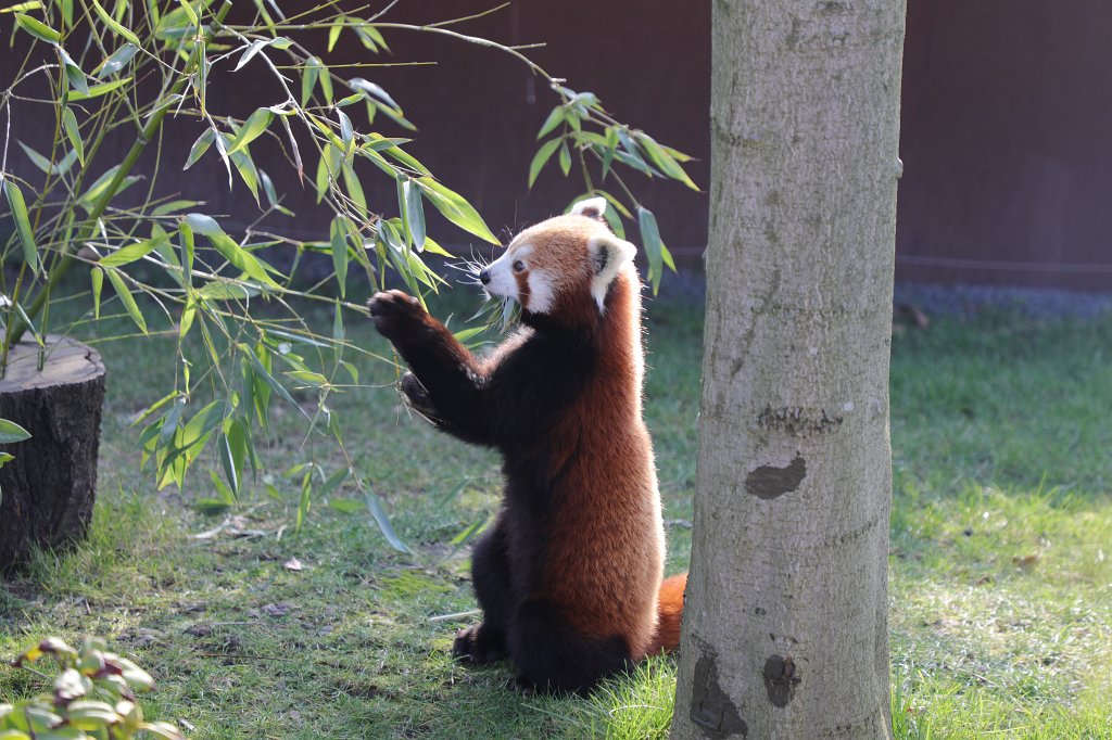 574B4888.JPG -  Red panda  ( Kleiner Panda )