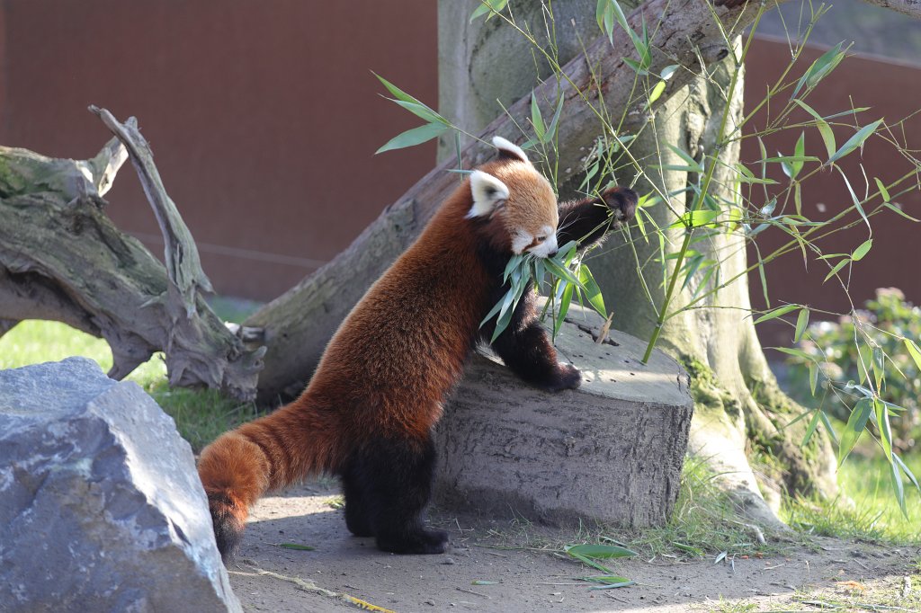 574B4903.JPG -  Red panda  ( Kleiner Panda )