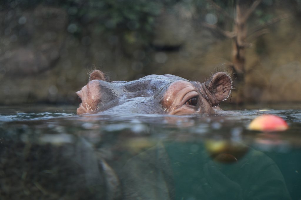 574B5010.JPG -  Hippopotamus  ( Flusspferd )