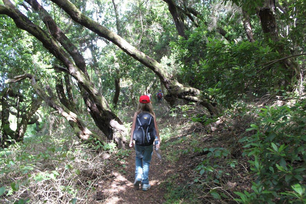 IMG_4897.JPG - Las Creces - taking the old tree heath and wax myrtle route