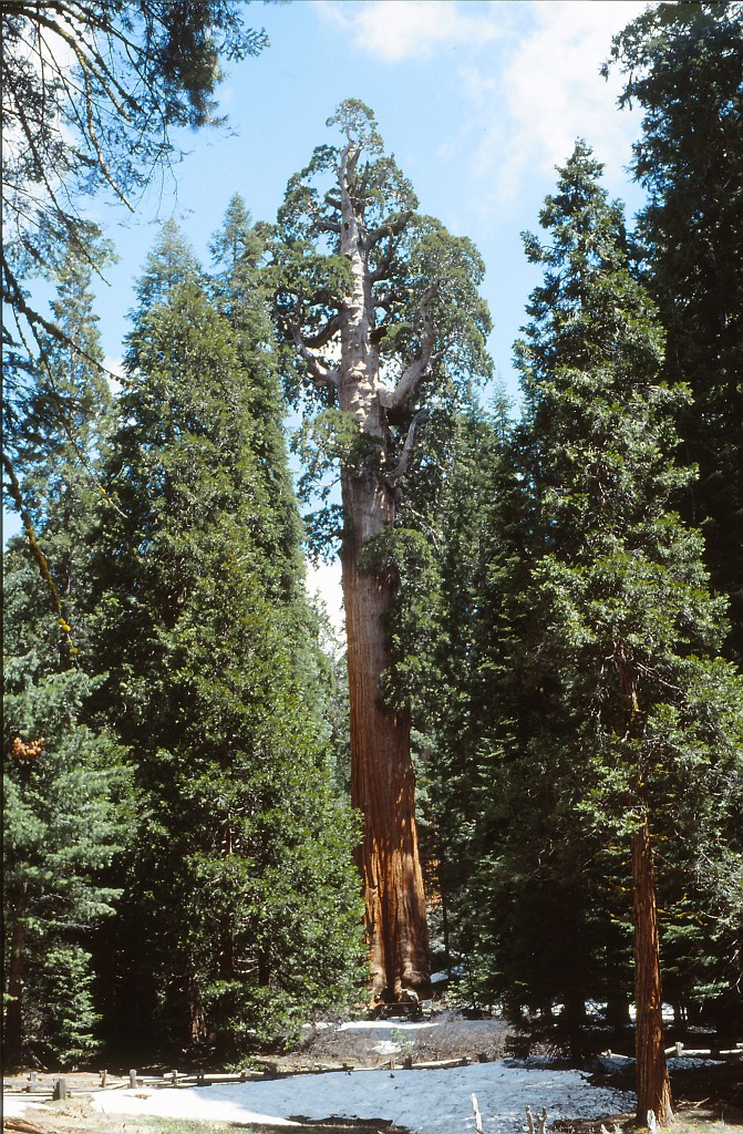 IMG_0147.jpg - General Grant Tree  http://en.wikipedia.org/wiki/General_Grant_(tree) 