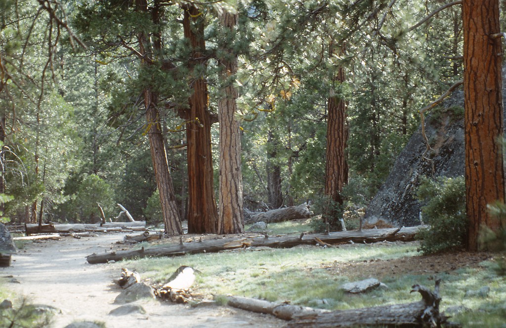 IMG_0162.jpg - Sequoia National Park  http://en.wikipedia.org/wiki/Sequoia_National_Park 