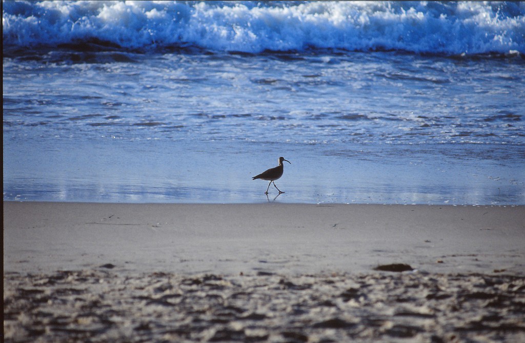 IMG_0182.jpg - Bird on the beach