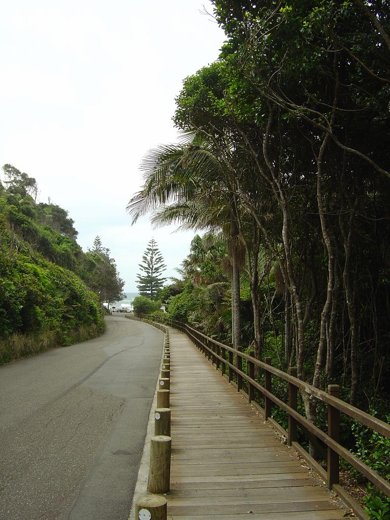 DSC02847.JPG - Sea Acres Nature Reserve and Rainforest Centre; http://www.portmacquarieinfo.com.au/accom_result1/sea-acres-nature-reserve-and-rainforest-centre/